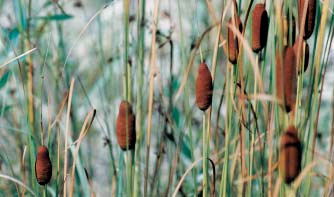 Vrsta Typha laxmannii Lepech. na jedinom lokalitetu kod Kopačeva (FOTO J. Topić) Card image cap